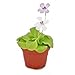 Produktbild Exotenherz - Fettkraut - Pinguicula - 9cm Topf