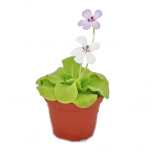Butterwort - Pinguicula - 9 cm kruka