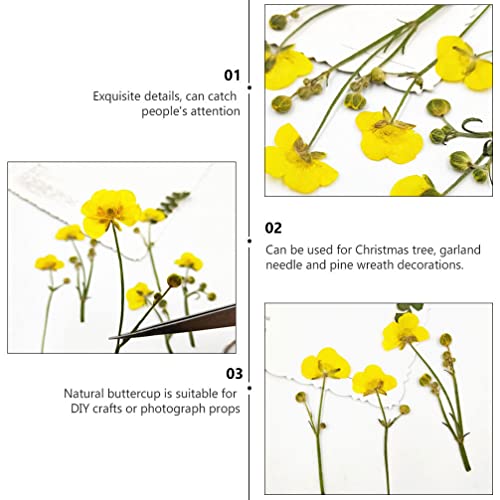 Flores secas prensadas de ranúnculo EXCEART para manualidades miniatura 3
