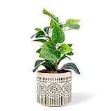 Chonsun Ceramic Planter 6 Inch Plant Pots Indoor Oudoor Planter Flower Pots Succulent Plant Pots Cer