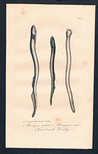 Meerneunauge Petromyzon Fisch Fische engraving