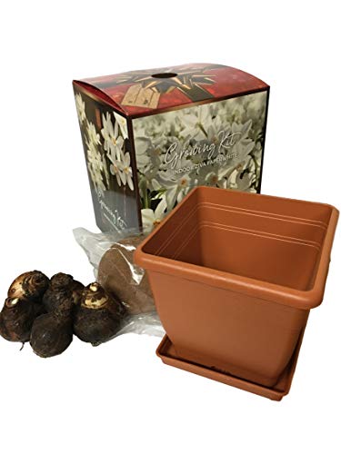 Quaint Paperwhite Growing Kit, Includes 5 Paperwhite Bulbs, a Plastic Pot and Saucer, and Professional Growing Medium - Thumbnail 3