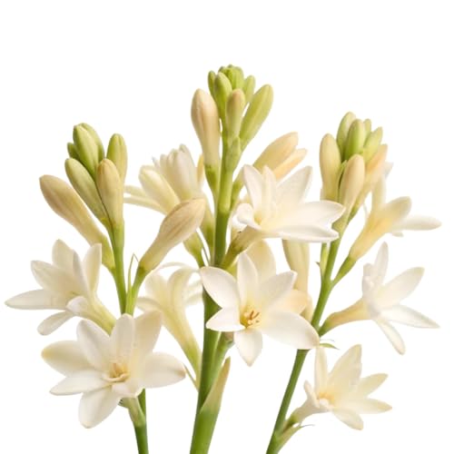 Image of Premium Rajnigandha Flower Bulbs | Polianthes | Tuberose pack of 35 Flowering Garden & Balcony