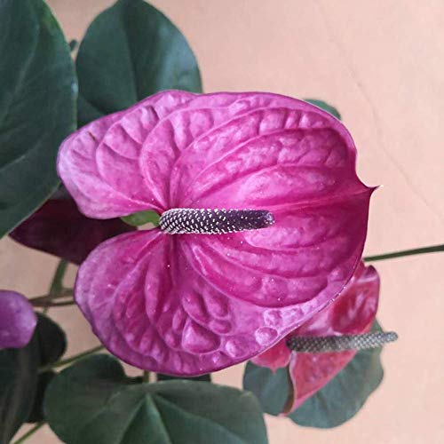 Purple Spathiphyllum Seeds 80+ Organic Easy to Grow (Peace Lily) Flower Air Purification Houseplant Best for Indoor House Office