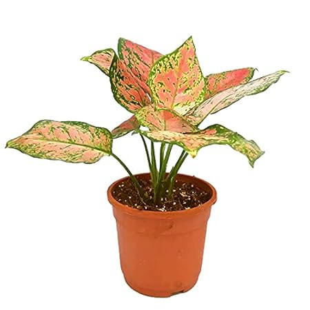 GardenGram Aglaonema - Chinese Evergreen Indoor Plant for Home/ Office | Home Office Improvement |