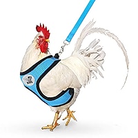 chicken leash amazon