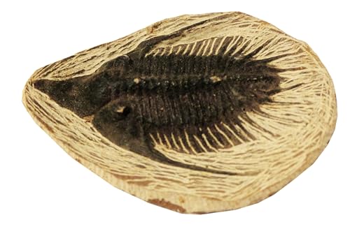 Kaltner Präsente Geschenkidee - Fossilien Replika: Trilobiten/Lehrmaterialien (ca. 10 x 7 cm)