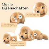 Steiff Kuscheltier Kleiner Freund Golden Retriever Welpe Lumpi, Süßes Stofftier mit Kunststoffaugen, Kinder, Jungen & Mädchen, Plüschtier 22 cm, Beige, 280160