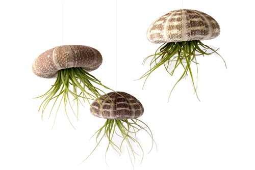 Air Plant Flying Jellyfish School of 3 with 2 oz. Fertilizer Air Plant Flying Jellyfish School of 3 with 2 oz. Fertilizer