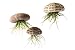 Air Plant Flying Jellyfish School of 3 with 2 oz. Fertilizer