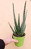  Aloe Vera Planta Natural 30cm Altura Planta de Exterior e Interior