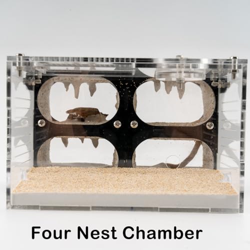 Acrylic Ant Farm Terrarium – Formicarium Ant Nest Habitat System, Observation Chambers for Live Ants & Queen – Educational for Adults