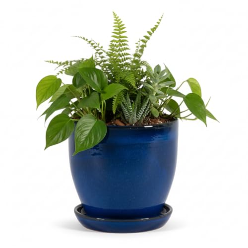 Teramico Pflanzgefäß Übertopf Blumentopf aus Steinzeug Blau mit passendem Teller/Untersetzer 23cm - 37cm FROSTFEST (Royal Blau, 27cm x 26cm)