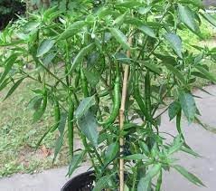 Green chilli live plant // live plant for green chilli (pack of 2)