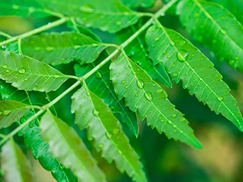 Image of A D Food & Herbs Organic Dried Neem Leaves /Azadirachta Indica Leaves Herbal Ayurveda (20 Gms)