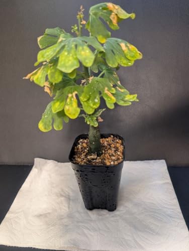 観葉植物 アデニア グラウカ」の人気商品一覧 | 安い商品を通販サイト