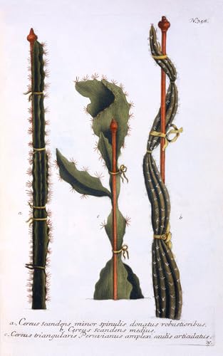Lienzo decorativo para pared de Georg Dionysius Ehret con arte botánico de 60x90cm