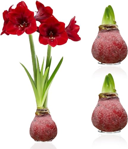 Bombillas holandesas Brillo Cera Roja Amaryllis, 2 bombillas de flores de cera de gran tamaño 28/30, Mezcla exclusiva de flores de Holanda, Verdaderas Hippeastrum