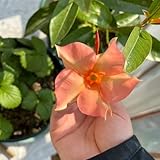 Mandevilla, wohnzimmer deko blumenwiese dipladenia wildblumensamen exotische zimmerpflanzen gartenpflanzen winterhart blumensamen seltene 350Samen