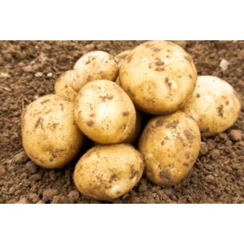First Early Seed Potatoes Epicure- for Planting,X20 Tubers, for Planting Now Cover