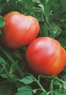 Salerno Seeds Cuor Di Bue Pomodoro Heirloom Bulls Heart Tomato (INDET) 3 Grams Made in Italy Non-GMO
