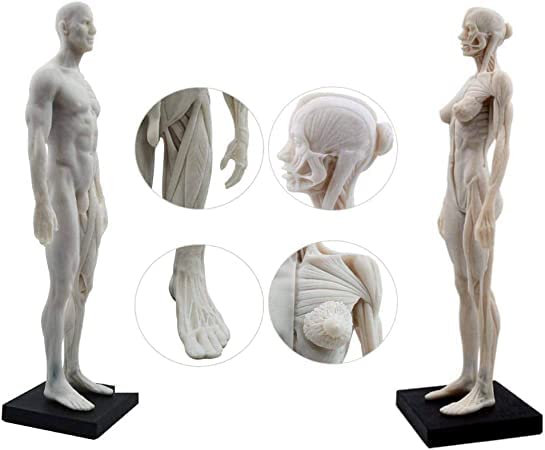 Amazon.co.jp: 人体模型 モデル 人体モデル 男性と女性 1セット 11