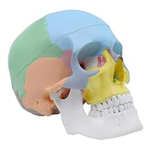 Didactic Colored Human Skull Anatomical Model, Medical Quality, Life Sized 9" Height - 3 Parts