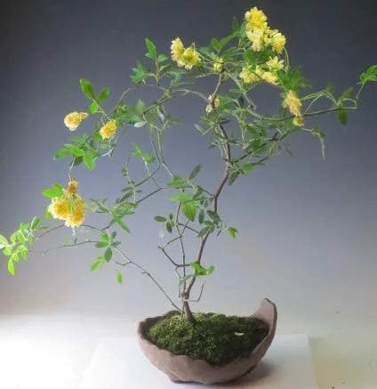 Amazon Co Jp 黄花モッコウバラの鉢植え盆栽 今年の開花は終わっております ホーム キッチン