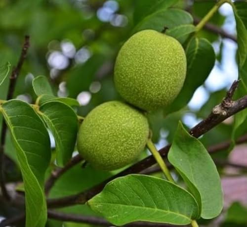 Black Walnut Tree Live Plant | Live Tree Seedlings (2 Trees) 2-3' Tall Juglans nigra
