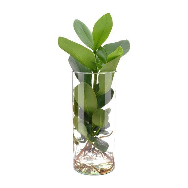 Clusia w szkle cylindrycznym – Ø 12 cm x 30 cm – roślina hydroponiczna w szkle – łatwa w pielęgnacji roślina dekoracyjna do salonu, biura i ogrodu zimowego – pomysł na prezent o nowoczesnym