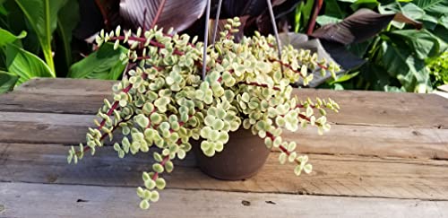 Variegated Portulacaria Afra Live Plants Indoor Plants, Succulents Plants Live Hanging Plants, Hanging Planter Basket Succulent Gift, Live Succulents Plants Live Houseplants By Plants For Pets #TOP2