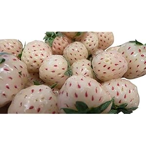 Winterharde ananas-aardbei 20 ++ zaden ** superzoet **