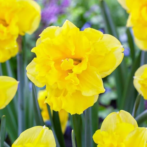 Bulbos de narciso Sailorman (25 piezas), bulbos de narciso perennes y resistentes, fragantes de Holanda para jardín y maceta (sin semillas, no artificiales)