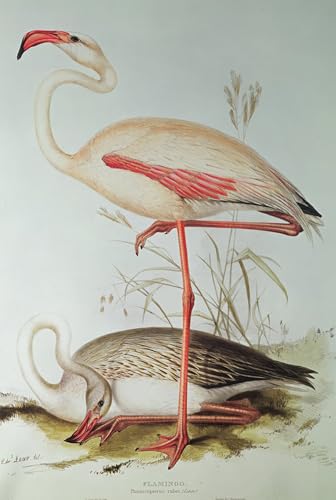 Toile pour décoration murale Flamant rose, affiche d'art Edward Lear pour poésie intérieure