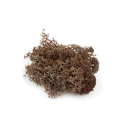 War World Scenics Lichen Brown Moss Model Foliage 20g u0096 Model Railway Wargame Scenery Landscape Modelling Trees Bushes Hedges Diorama Basing Material