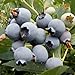 Wilderness Poets, Organic Oregon Blueberries (Sweetened with Organic Apples) - Whole Dried Fruit (2 Pound - 32 Ounce)