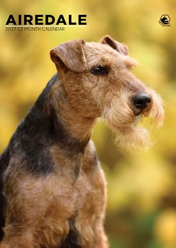 Calendario Airedale Dog 2027 para decorar tu oficina en casa con estilo