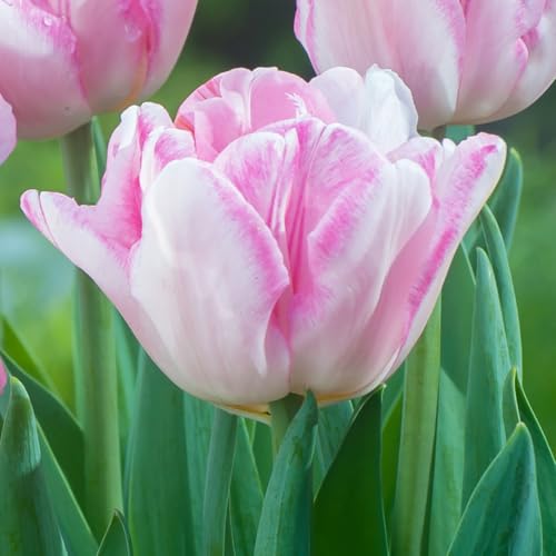 球根 チューリップ ピンク」の人気商品一覧 | 安い商品を通販サイト