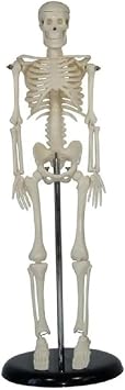 Insan Iskelet Modeli 45 Cm Insan Iskelet Maketi