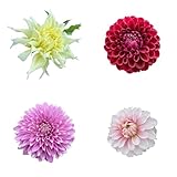 未発芽ダリア球根セット【予約販売】11月出荷予定分 (4個セットJ)