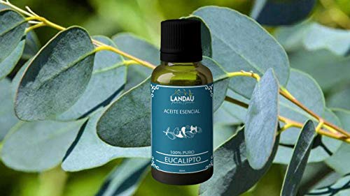 La Mejor Selección de Aceite de eucalipto precio del mes. 24 Imagen adicional