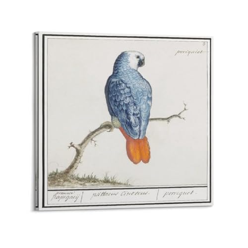 Gray Red-tailed Parrot by Anselmus Boetius De Boodt�L�����o�X�A�ǃA�[�g�A�C���e���A���w�A�ƁA���A�V���ւ̑��蕨16x16inch(40x40cm) Frame-style