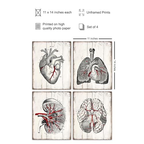 Yellowbird Art & Design Vintage Anatomy Poster For Men 11X14 - Er Nurse Hospital Wall Art Print thumb #1