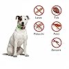 Aquality Pets Collare Antiparassitario Naturale, Ciondolo Repellente Per Pulci E Zecche Per Cani (Verde)