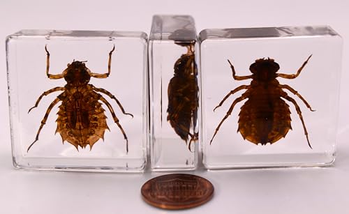 Image of 38mm Real Dragonfly Larva in Crystal Clear Lucite Resin Specimen Preserved Insect Beetle Taxidermy Crafts Collection for Biology Science Education & Desk Ornament Display