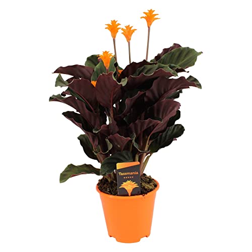 Plant in a Box - Calathea Crocata - Purificateur d'air - Plante d'intérieur - Pot 14cm - Hauteur 40-50cm Cover