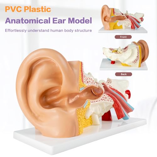 Image of 3X Magnification 4 Part Ear Anatomical Model Outer Middle Inner Ear Model for Medical Anatomy and Physiology Study Research Teaching Display with Base，Enlarged Human Ear Model Anatomy