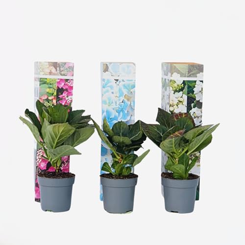 Plant in a Box - Mezcla de 3 placas de hortensias 'Teller'- Hortensia de jardín - Maceta 9cm - Altura 25-40cm