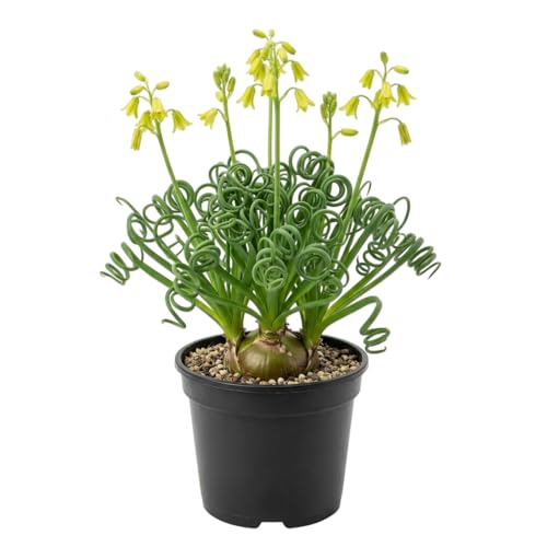 Yellow Albuca Plant Frizzle Sizzle Plant Live Curly Grass Corkscrew