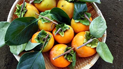 100%ORGANICPOWDER 有機柿の葉パウダー100g